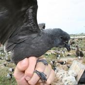 Tristram's Storm-Petrel